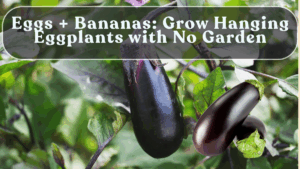 Eggs + Bananas: Grow Hanging Eggplants with No Garden