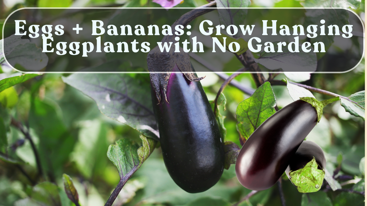 Eggs + Bananas: Grow Hanging Eggplants with No Garden