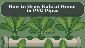 How to Grow Kale at Home in PVC Pipes
