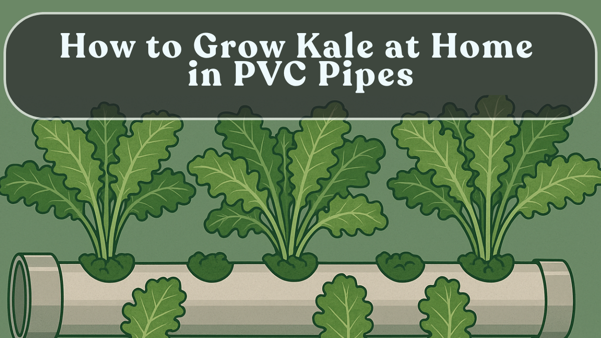 How to Grow Kale at Home in PVC Pipes