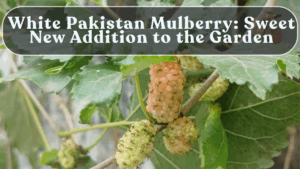White Pakistan Mulberry: Sweet New Addition to the Garden