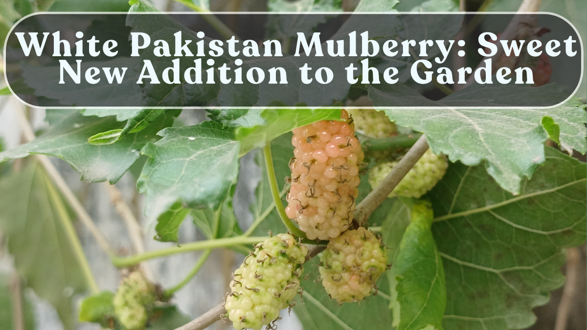 White Pakistan Mulberry: Sweet New Addition to the Garden