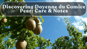 Discovering Doyenne du Comice Pear: Care & Notes