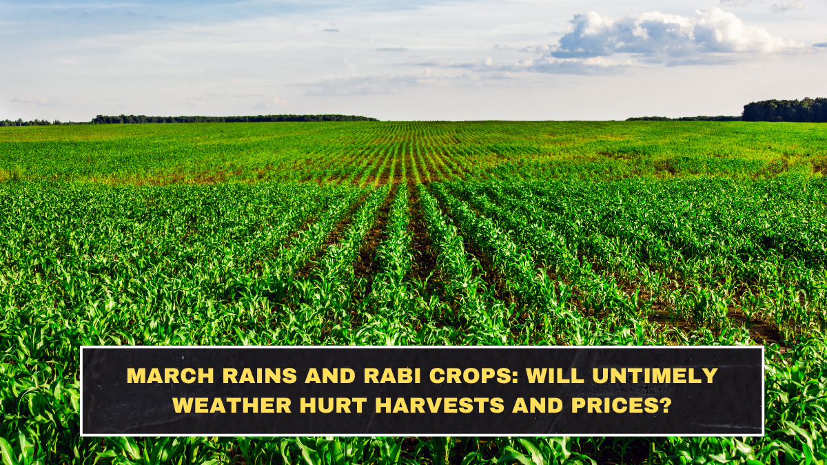 March Rains and Rabi Crops: Will Untimely Weather Hurt Harvests and Prices?