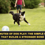 10 Minutes of Dog Play: The Simple Habit That Builds a Stronger Bond