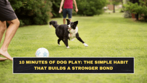 10 Minutes of Dog Play: The Simple Habit That Builds a Stronger Bond