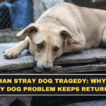 Rajasthan Stray Dog Tragedy: Why India’s Stray Dog Problem Keeps Returning