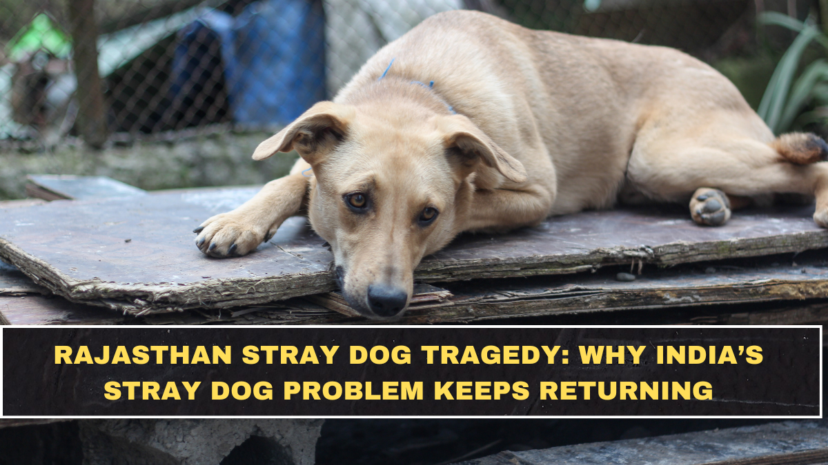 Rajasthan Stray Dog Tragedy: Why India’s Stray Dog Problem Keeps Returning